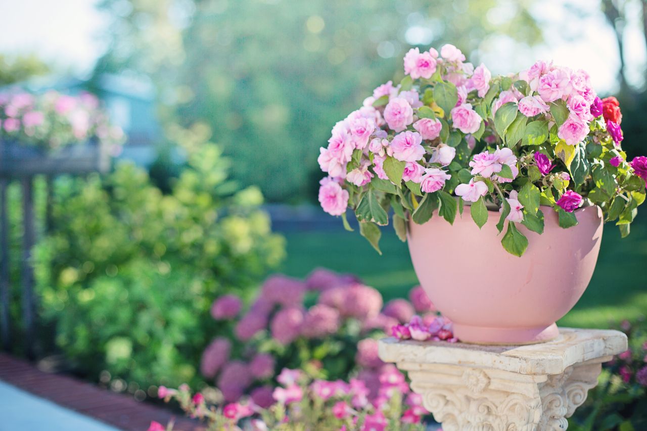 Pink flowers blooming in a clay pot outdoors, surrounded by greenery and sunlight.